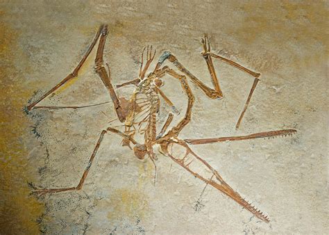 pterosaur fossils discovered.